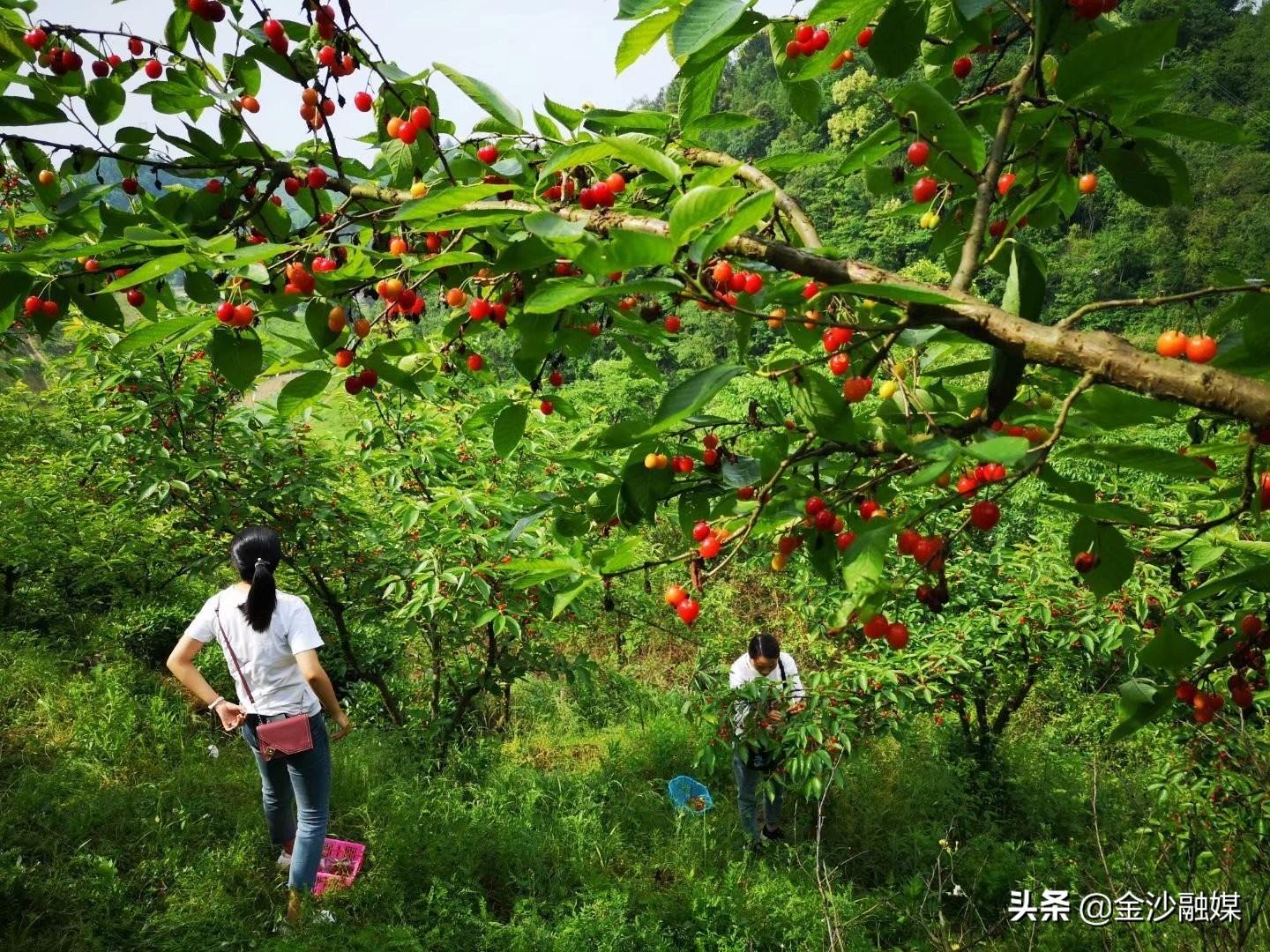 金沙县沙土镇发展动态更新